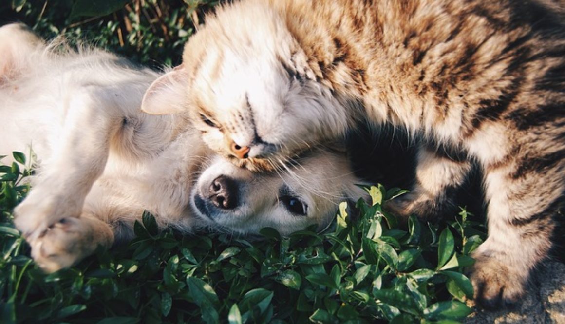 Pies i kot razem mogą stworzyć udany duet.