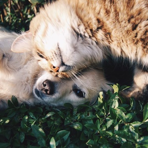 Pies i kot razem mogą stworzyć udany duet.